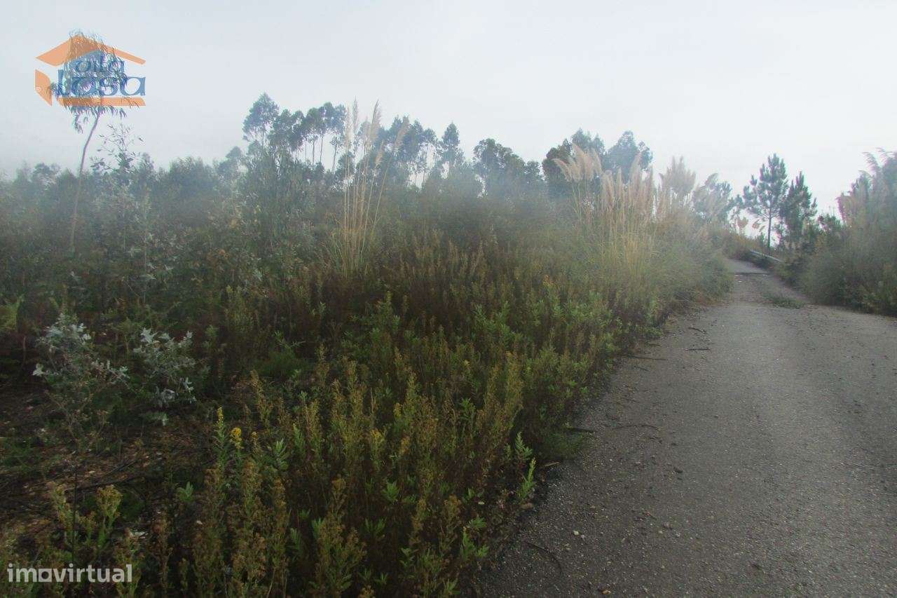 Terreno florestal , Pedroso com 3.682 m2 fáceis acessos - Grande imagem: 2/7