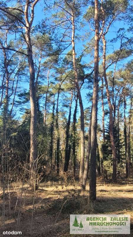 ZALESIE GÓRNE -  DZIAŁKA  Z  DORODNYM  STARODRZEWE-6