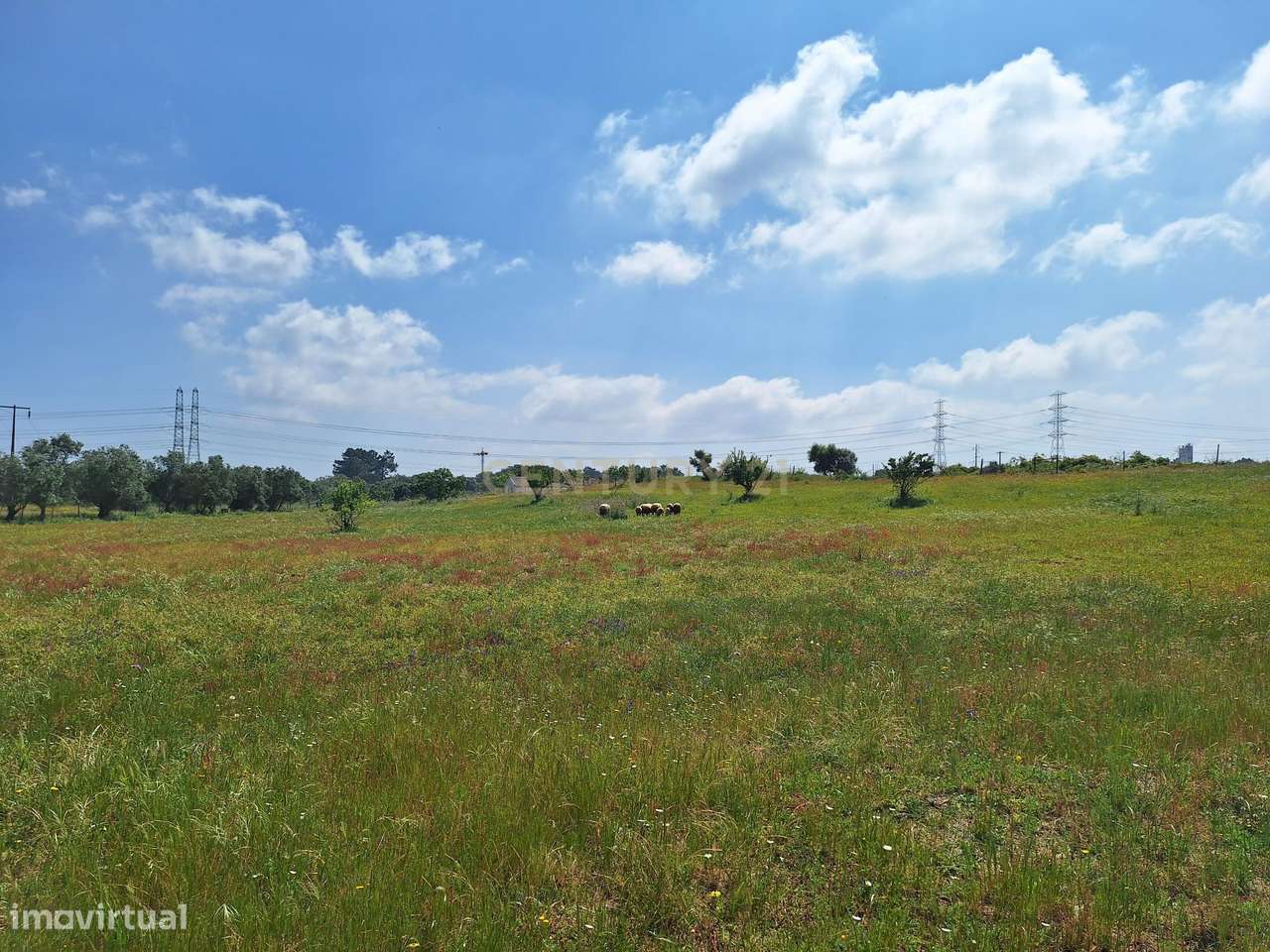Terreno Rústico em Setúbal - Oportunidade Única por 82.900€ - Grande imagem: 5/5