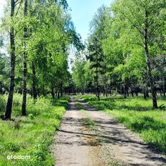 NAJŁADNIEJSZE działki budowl. przy Puszczy- Leszno