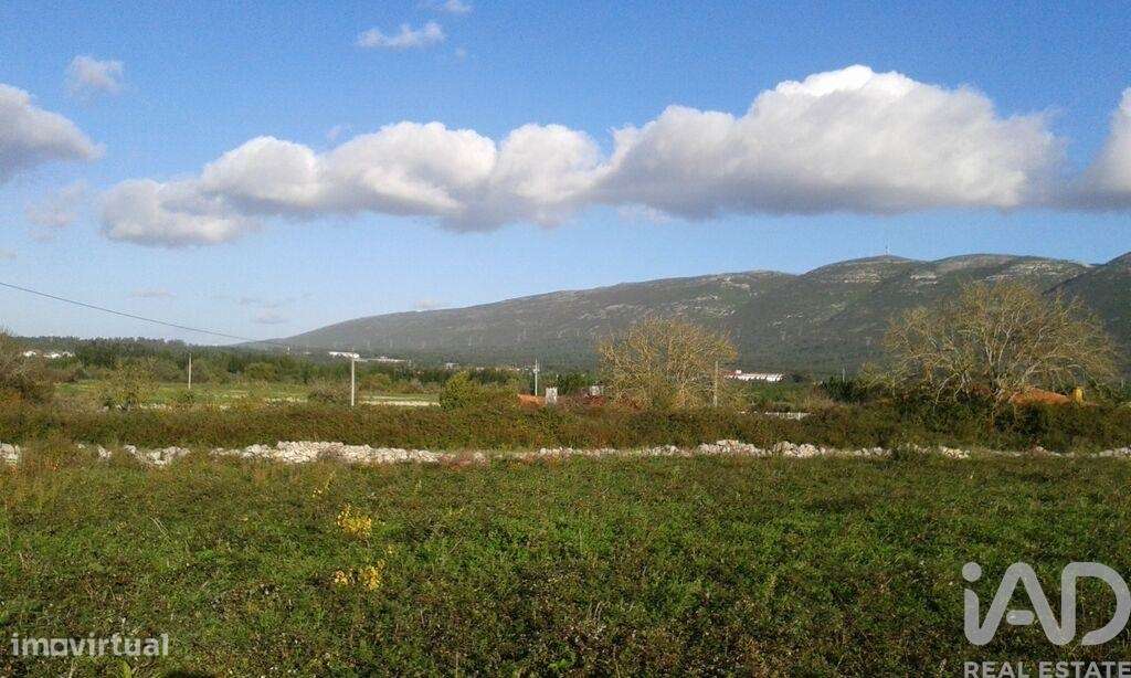 Terreno Agrícola em Aljubarrota - Grande imagem: 5/7