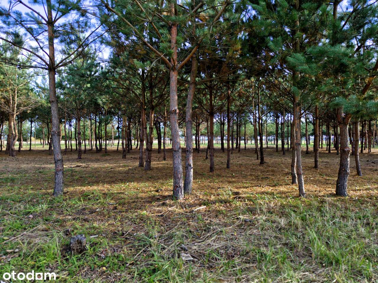 Atrakcyjna działka pod dom - Grzybowo-11