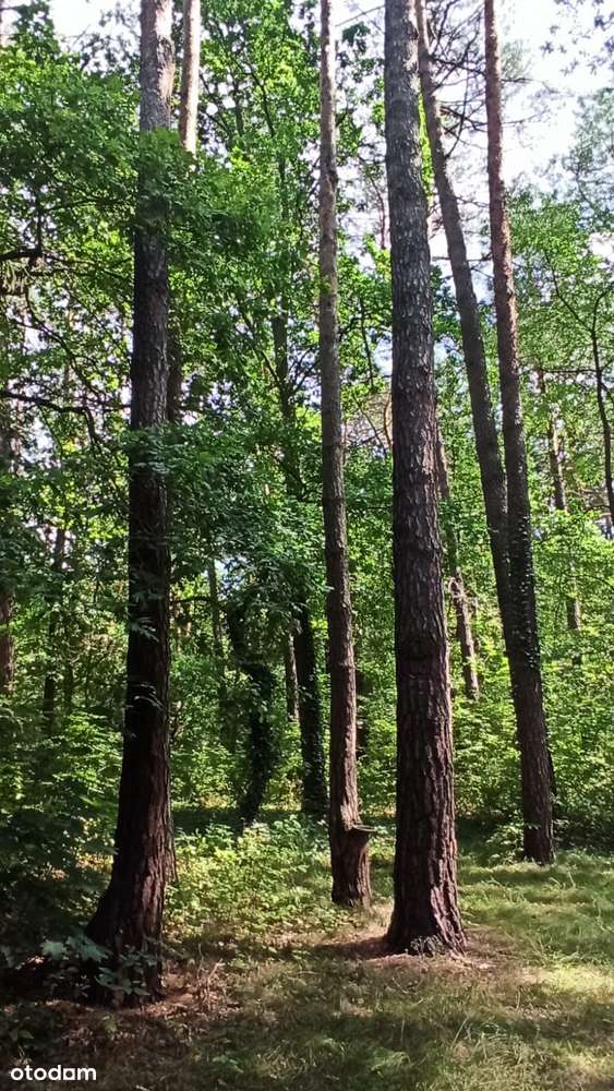 Zalesie Górne - działka mieszkaniowo usługowa z dorodnym starodrzewem-7