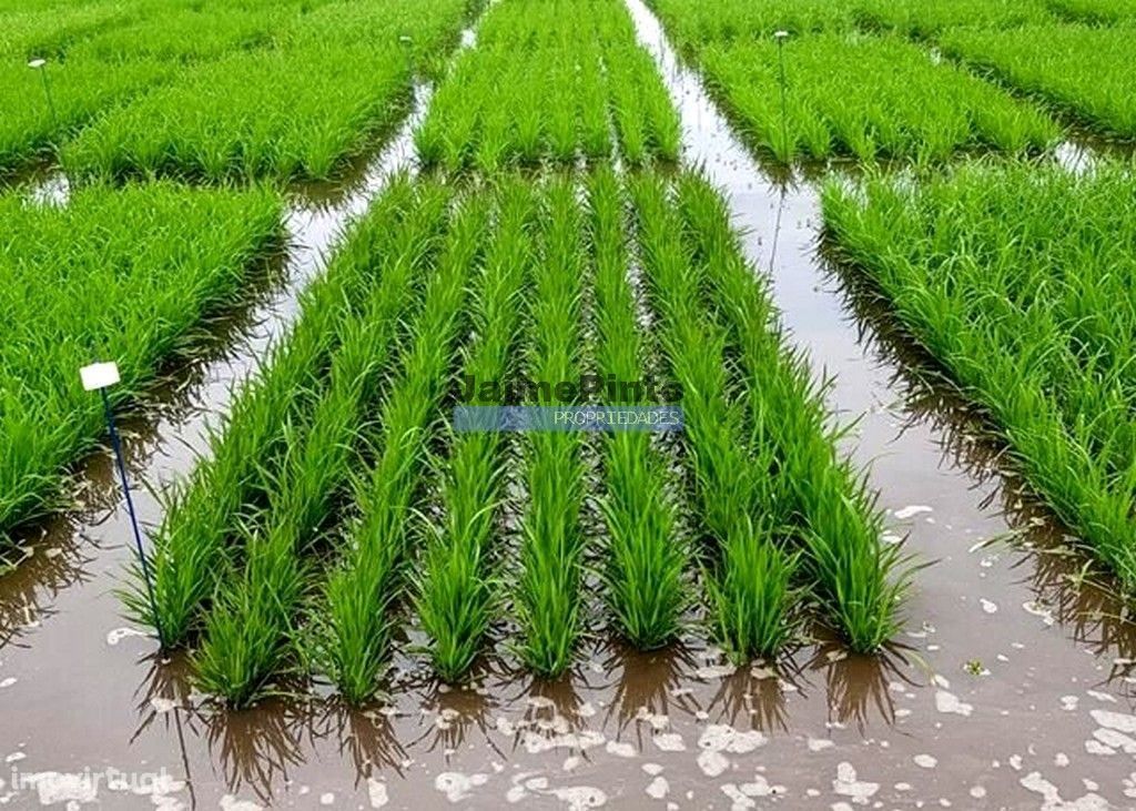 Arroz, Sociedade Agrícola vende-se. Portugal, Coimbra.