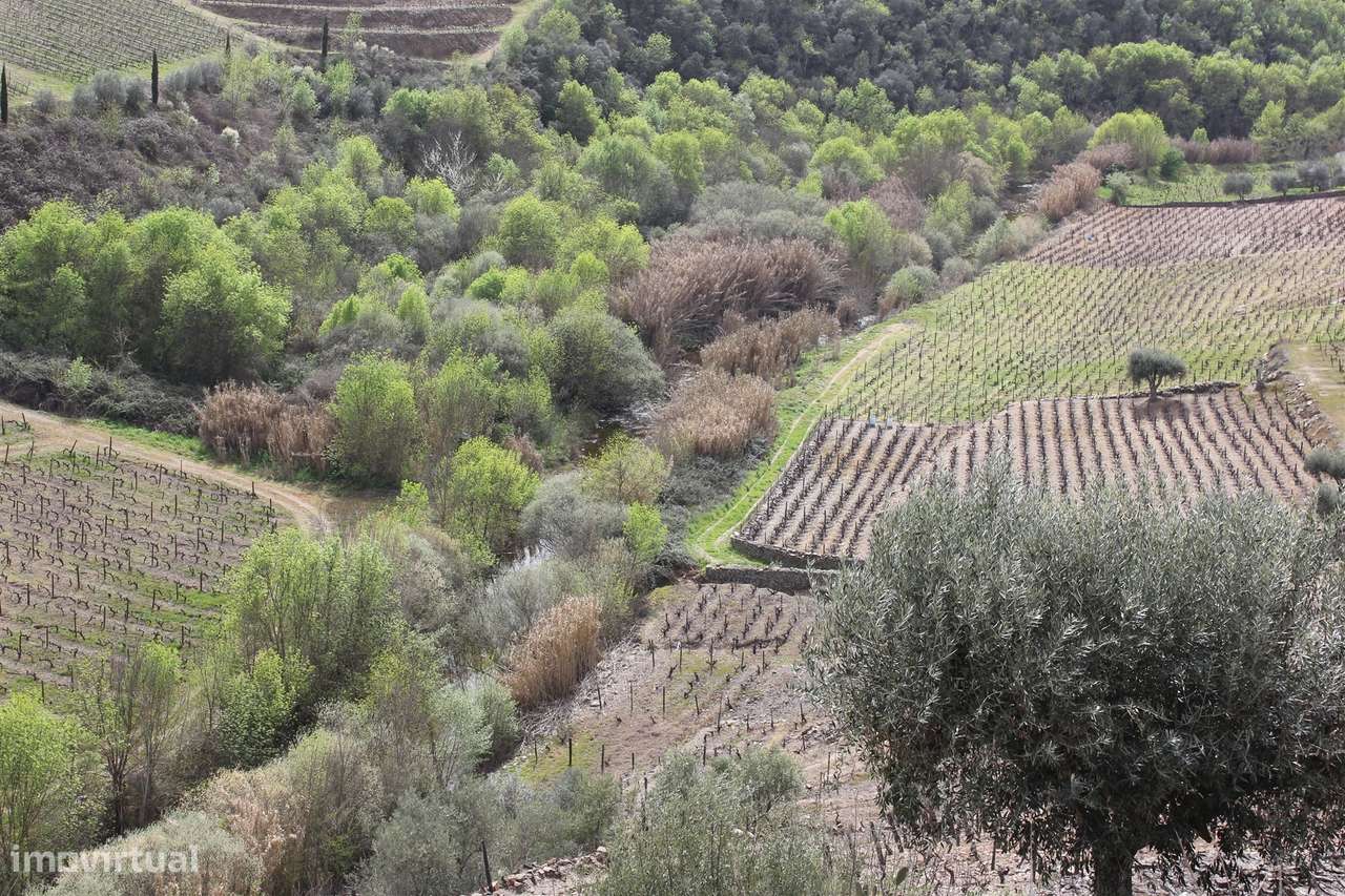 Quinta T4 Venda em Ervedosa do Douro,São João da Pesqueira - Grande imagem: 4/19