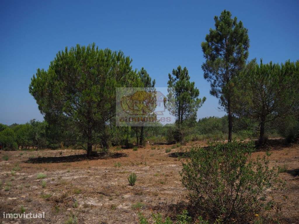 Terreno com pinheiros a 5 minutos da aldeia de Melides e a 10 minut... - Grande imagem: 2/8