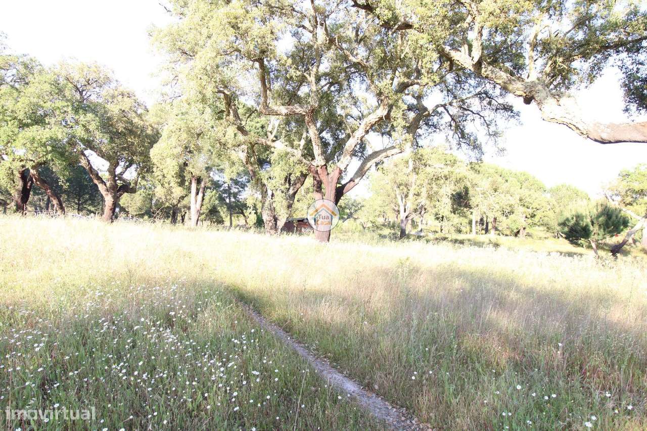 Terreno Rústico com 3,625 Hectares em Cortiçadas de Lavre e Lavre - Grande imagem: 5/24