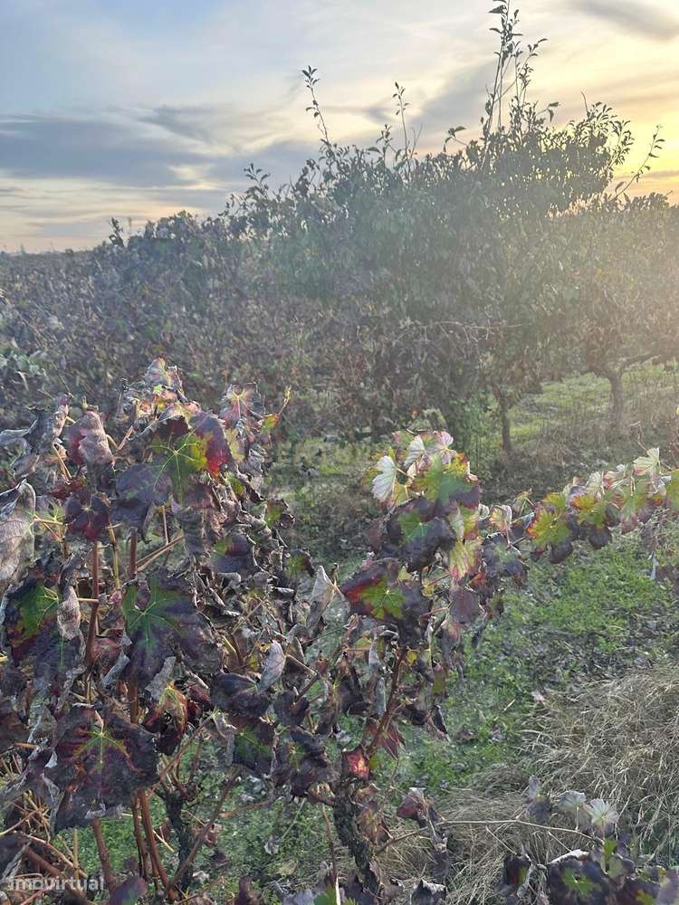 Terreno no Lau com vinhas certificadas - Grande imagem: 3/18