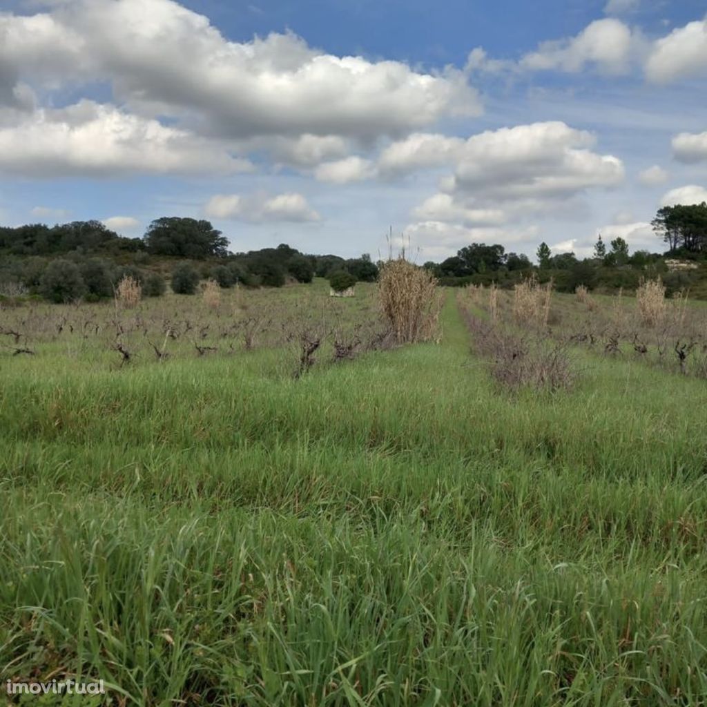 Terreno de 3,7ha em Paialvo com árvore de frutos e vinha | Casal Bo...