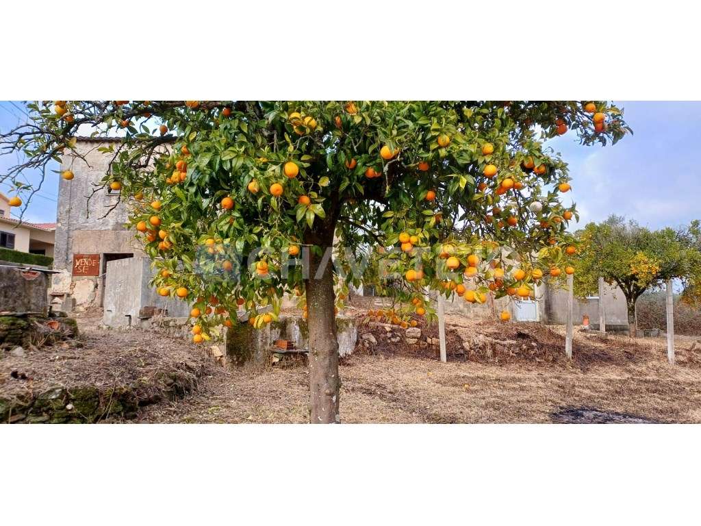 Casa Antiga Com Arrecadação e Terreno Para Recuperar, Cernache do B...-32