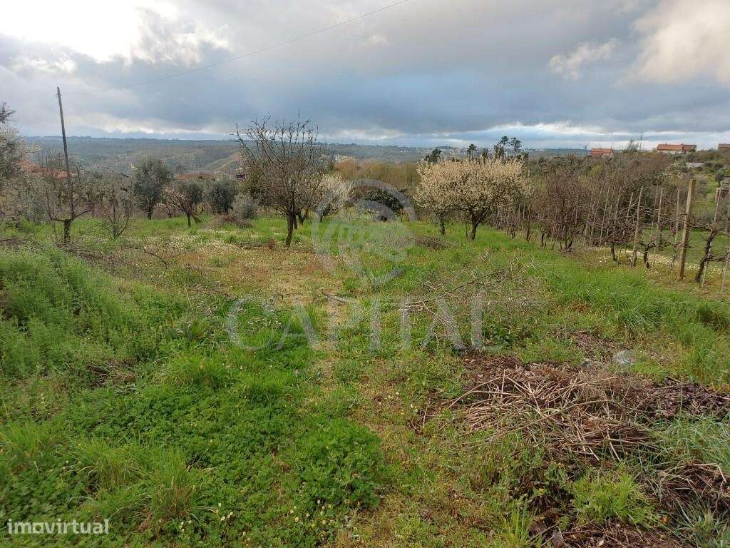 Terreno para Construção em Povoa de Midões -Tábua - Grande imagem: 4/9