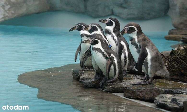 Działka budowlana na Bielanach w Krakowie!-9