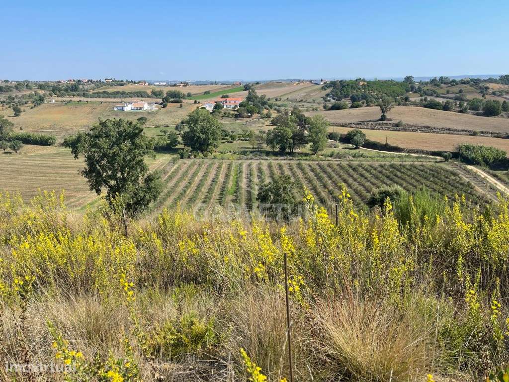 Propriedade com 18 hectares, com olival e vinha em Torres Novas - Grande imagem: 3/18