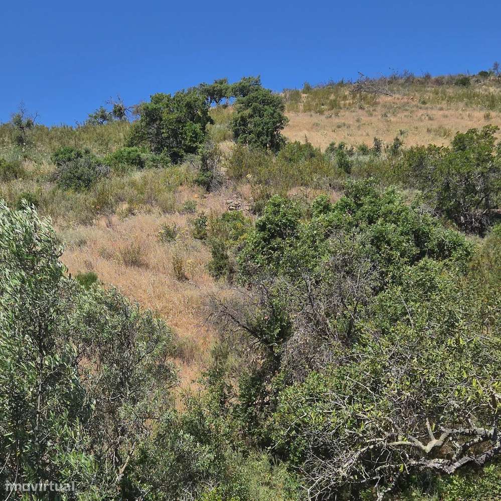 Terreno Rústico em Montes e Lagares - Grande imagem: 4/9