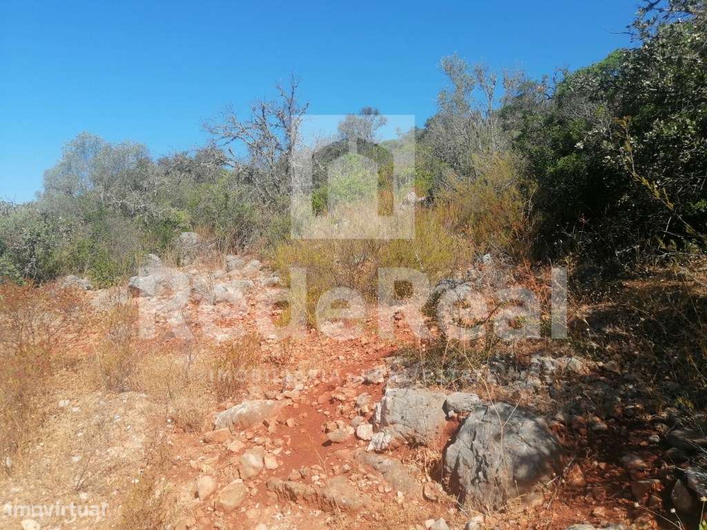 Terreno com bons acessos ideal para agricultura biologica - Grande imagem: 5/10