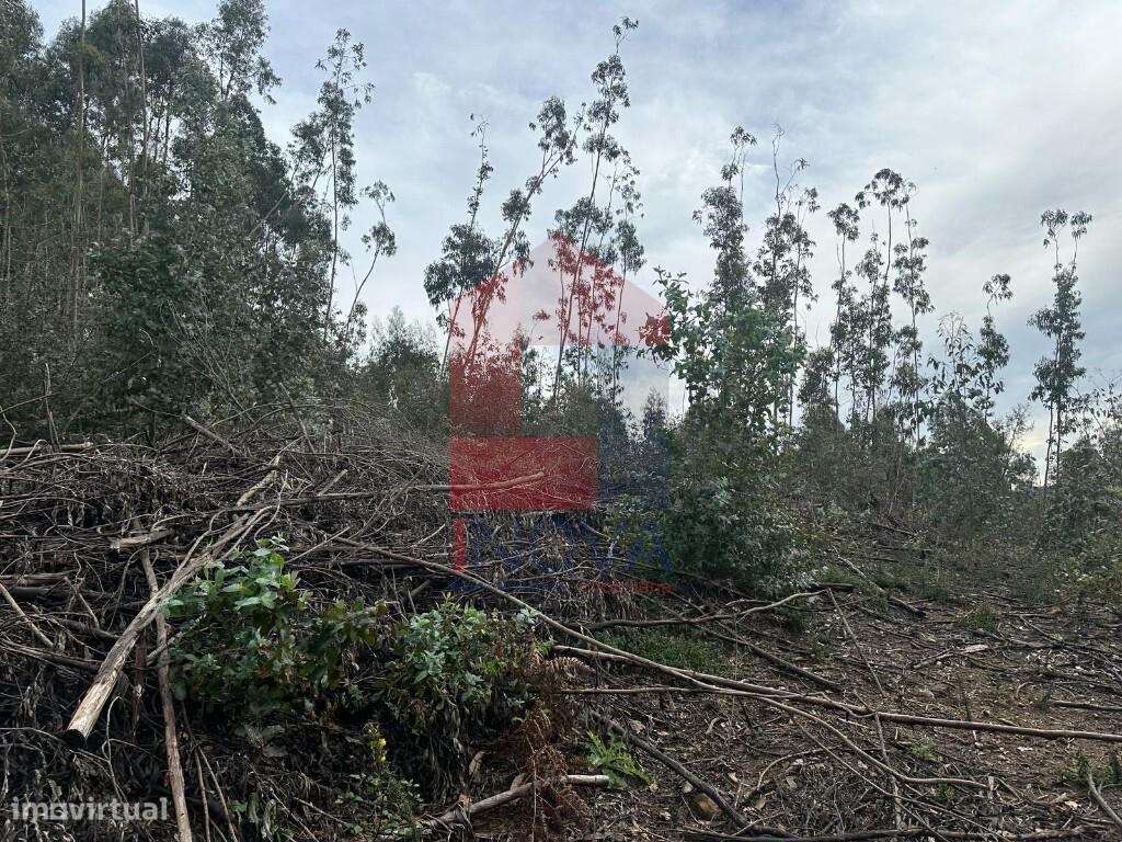 Terreno florestal de proteção - Grande imagem: 4/20
