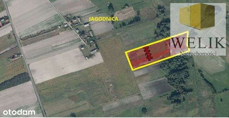 Działka W Jagodnicy 2,7 ha - Pełny obrazek: 4/4