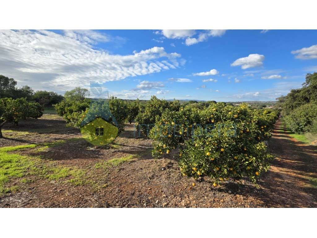 Terreno rústico à venda - Fonte de Louzeiros - Grande imagem: 4/7