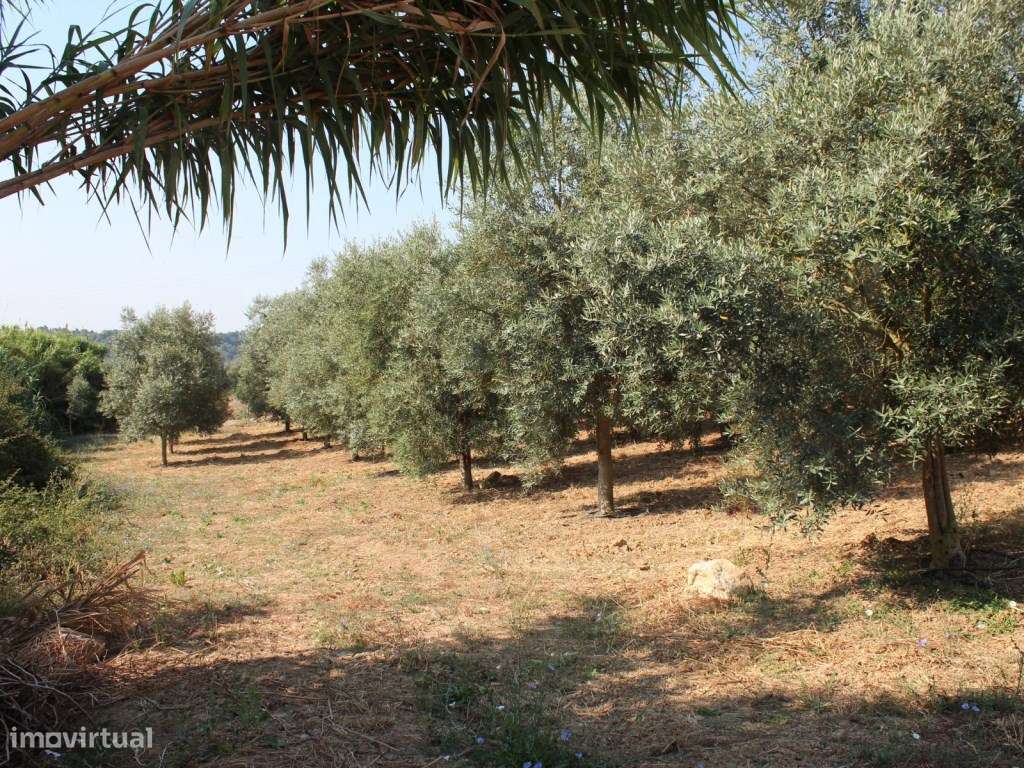 Casa de Campo, terreno, vista panorâmica concelho Rio Maior-31
