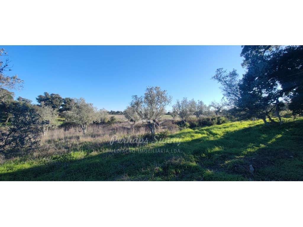 TERRENO RÚSTICO PARA VENDA - UMA OPORTUNIDADE NA SERRA DE GRÂNDOLA-5