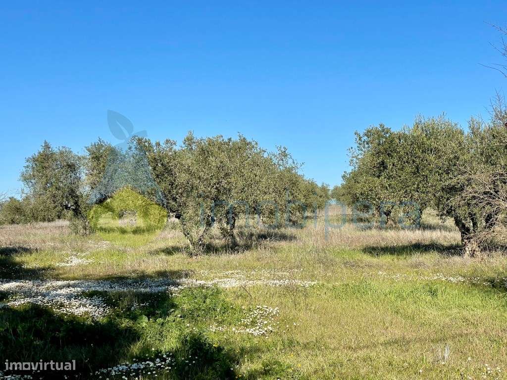Herdade no Alqueva em Moura - Grande imagem: 5/19
