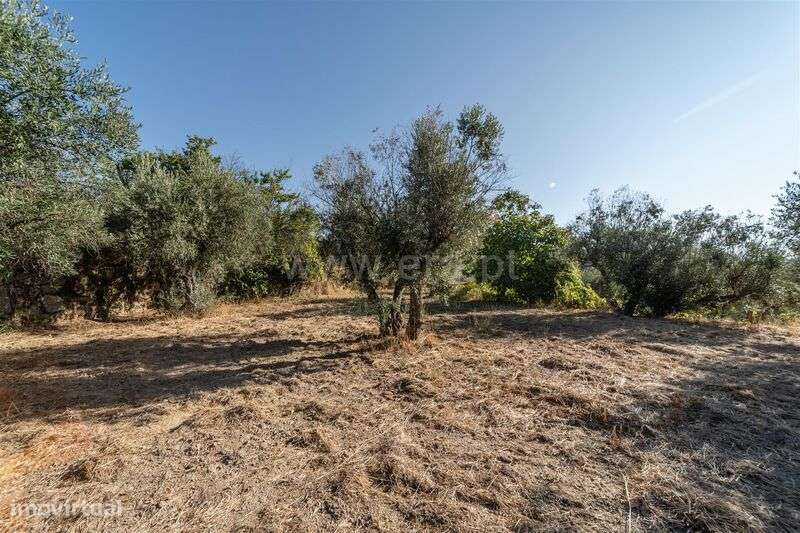 Terreno Rústico / Fundão, Pêro Viseu - Grande imagem: 4/19