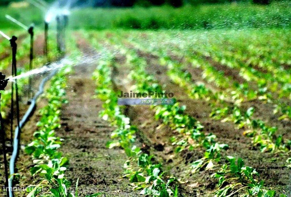 Terreno agrícola 120.000m2 para plantações hortícolas e frutícolas.... - Grande imagem: 2/2