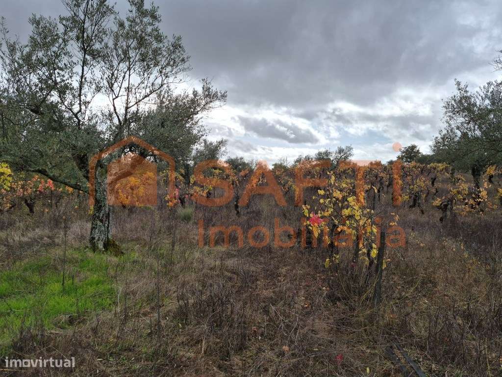 Terreno à venda em Prados - Pinhel-6