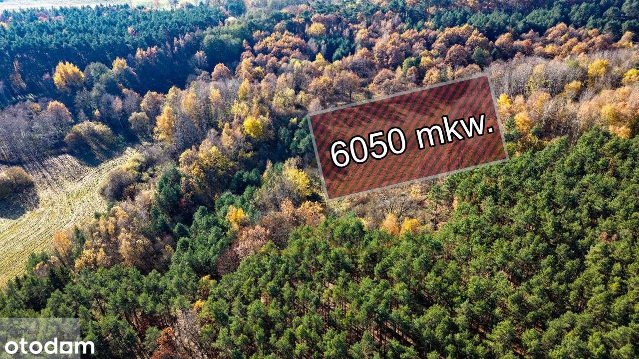 Dla dewelopera –2 działki budowlane blisko lasu! - Pełny obrazek: 5/12