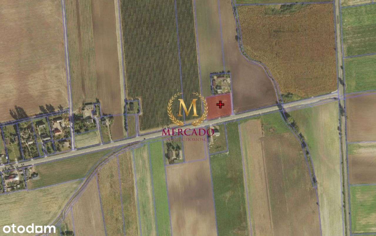 Działka 3000m2 w Borzymiu Tylko dla Rolnika! - Pełny obrazek: 5/6