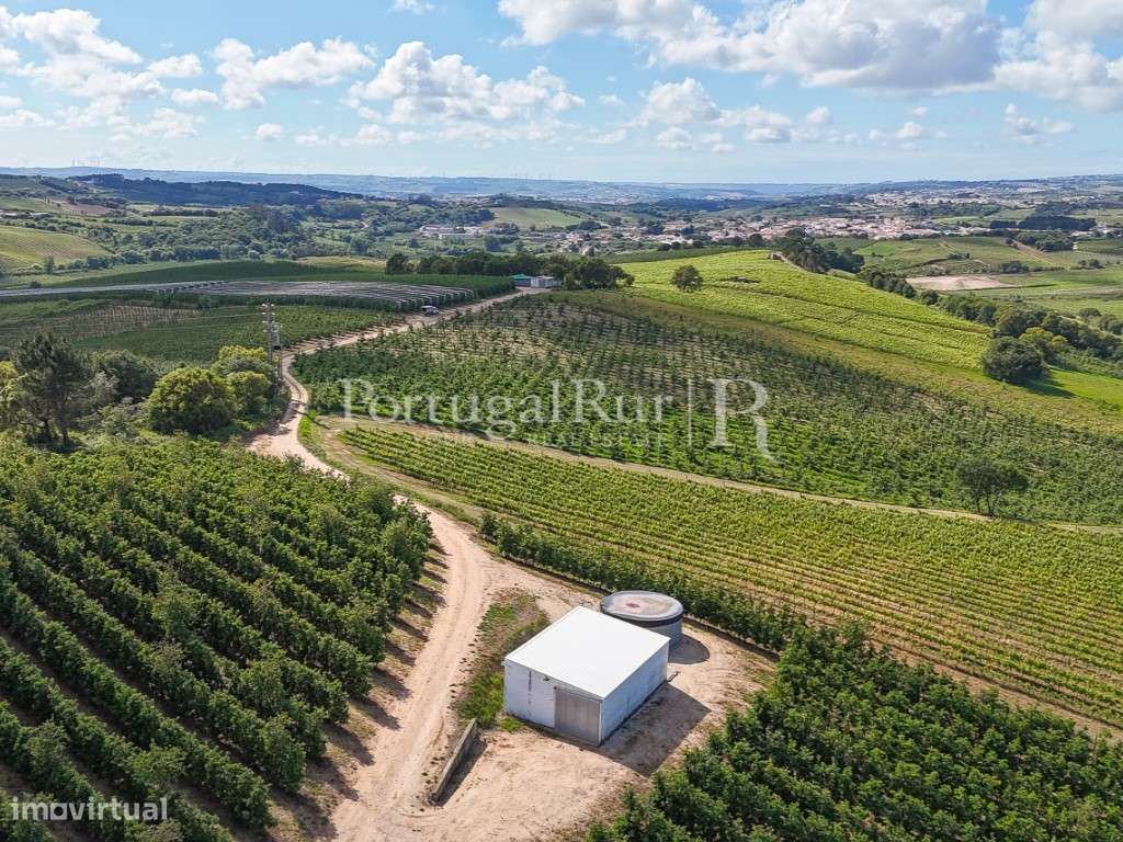 Exploração Agrícola com 37 ha e produção de Pera Rocha no Cadaval-41