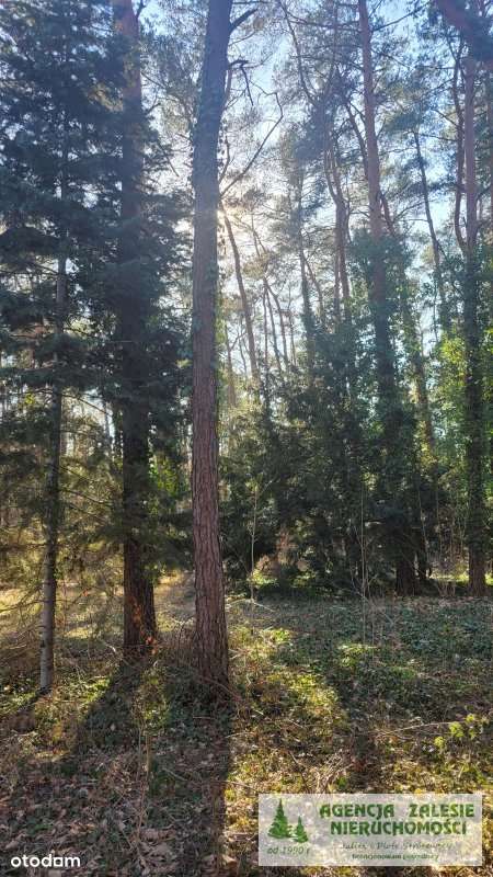 ZALESIE GÓRNE -  DZIAŁKA  Z  DORODNYM  STARODRZEWE-3