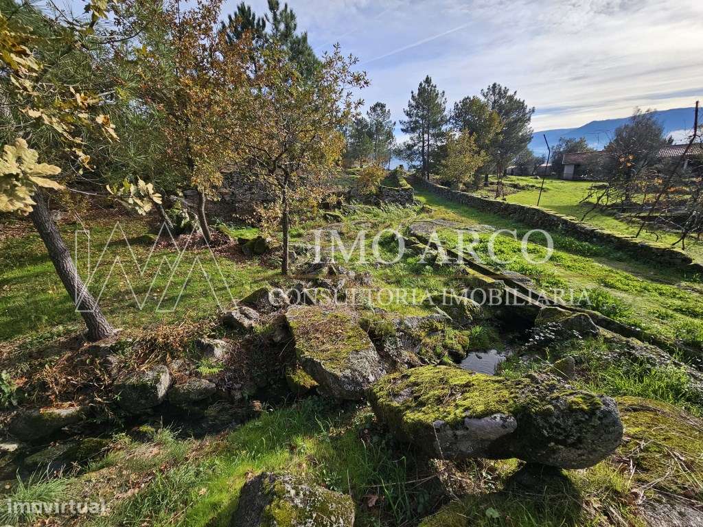 Terreno, Olival de Meanhos-18