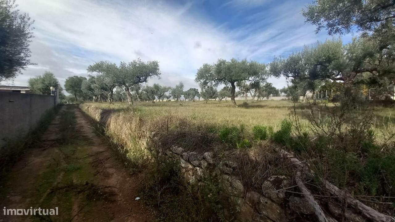 Olival com 4000m2  Lardosa - Grande imagem: 2/13