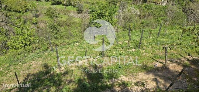 Oportunidade Única: Quinta para Habitação, Turismo ou Agricultura em M-46