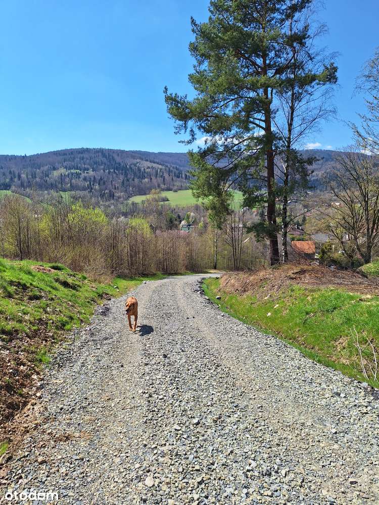 cisza, góry i las...-9