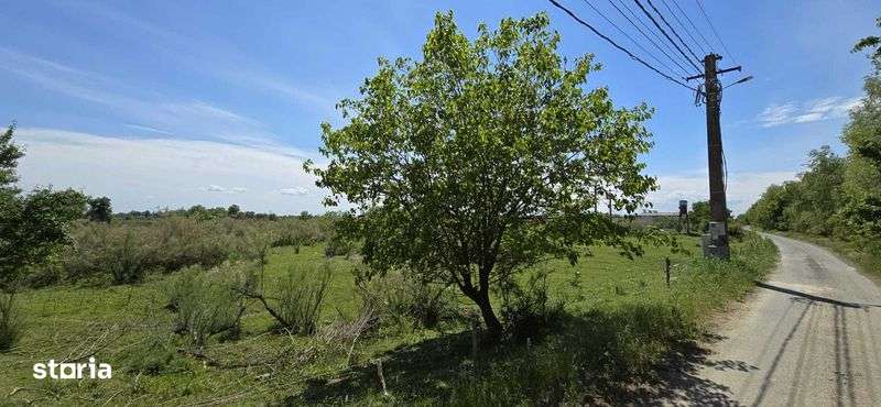 Teren in Delta Dunarii pe bratul Sulina, in Gorgova - Imagine principală: 5/7