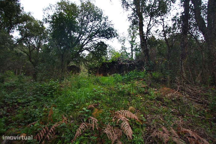 Grande propriedade, com floresta e 2 ruínas, Fraldeu, Óbidos-11