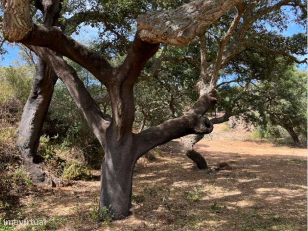 Terreno com 6,9 hectares e duas ruínas em Monsaraz junto ao Alqueva - Grande imagem: 3/30