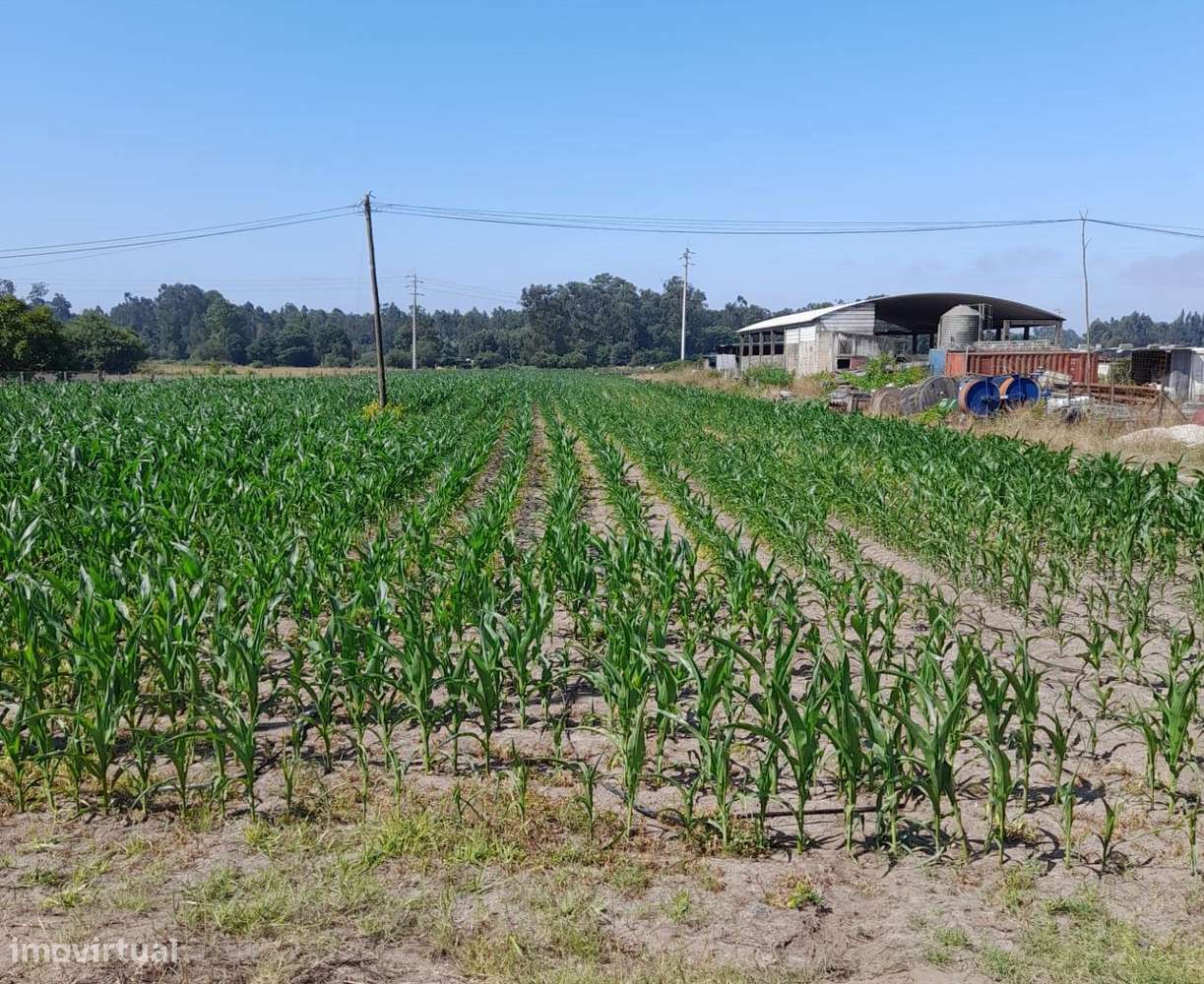 Terreno - Estarreja - Grande imagem: 2/6