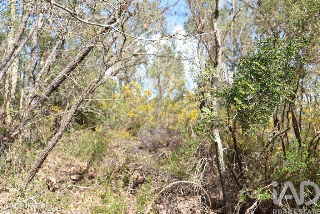 Terreno em Chãos - Grande imagem: 5/32