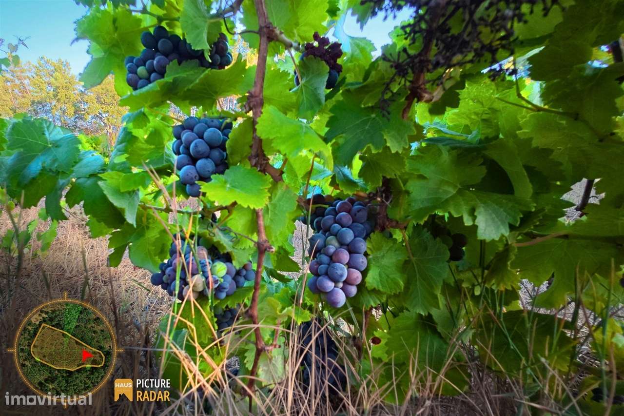 Terreno com Vinha e Poço em Granito | Salgueiro do Campo-6