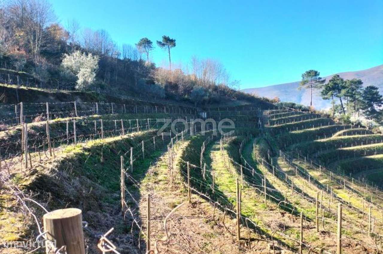 Terreno com 9617m2 distribuidos por Vinha, olival e souto em Vinhós - Grande imagem: 2/5