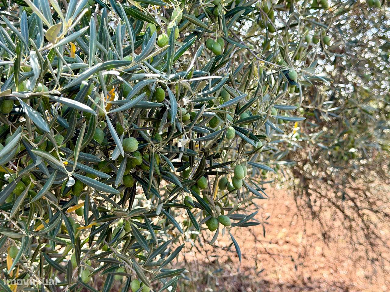 Herdade de Pandeira, Vinha e Olival em Produção em Reguengos de Monsar-13