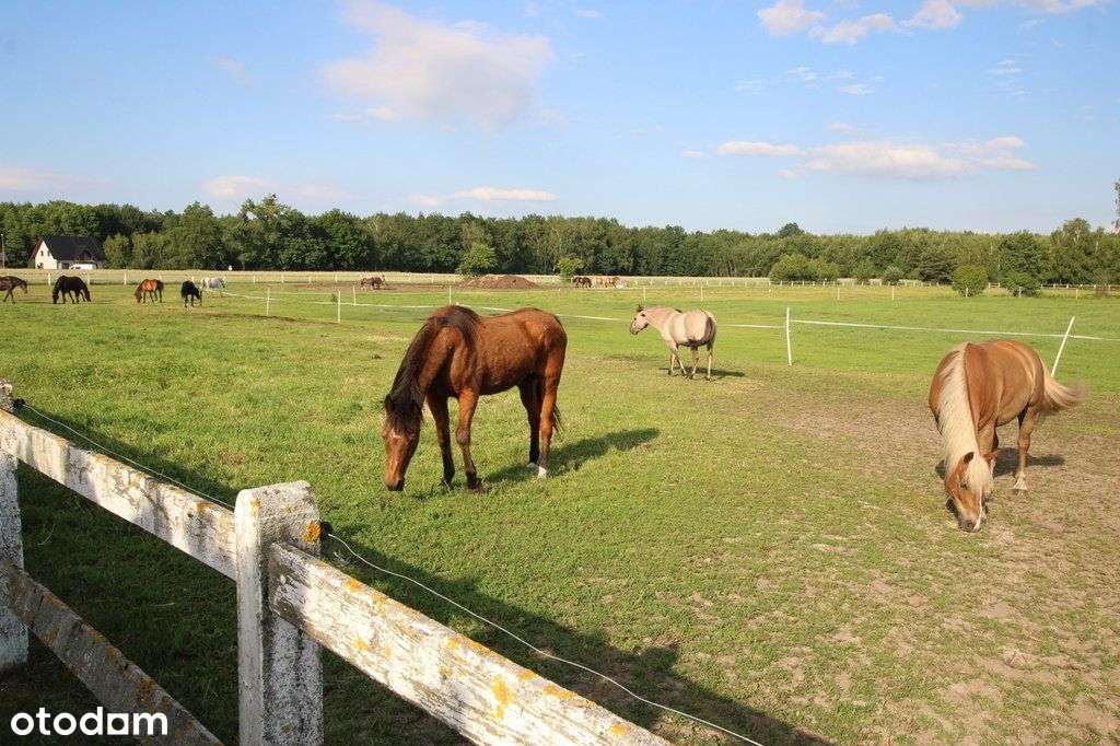 Stadnina koni z pełnym zapleczem hotelowym-10