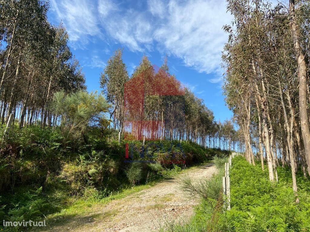 Terreno florestal em Gondomar