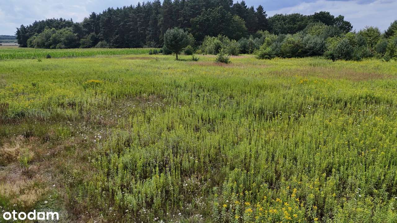 Nieciszów – duże działki 1000 m², MPZP, szybki dojazd do Wrocławia - Pełny obrazek: 3/11