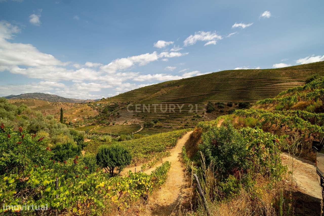 Farm with productive vineyard in the Douro Demarcated Region — São Joã-23