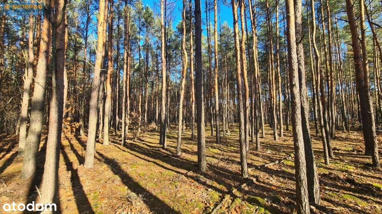 Działka leśna 7 388 m² z potencjałem | Wesoła-2