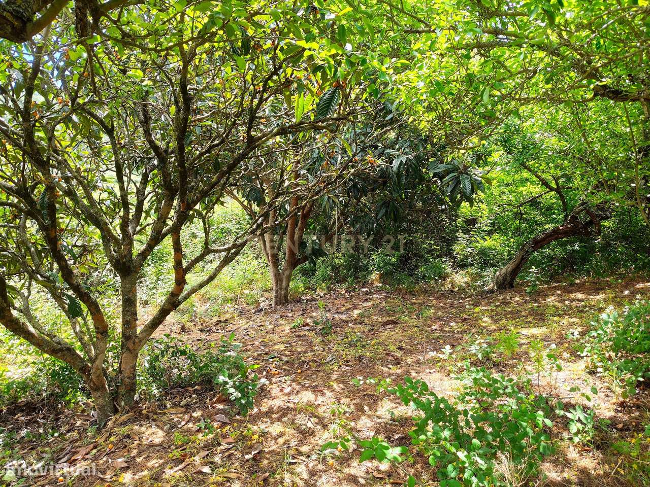 Terreno Rústico com Árvores de Fruto - Calhandriz, Vila Franca de Xira-3